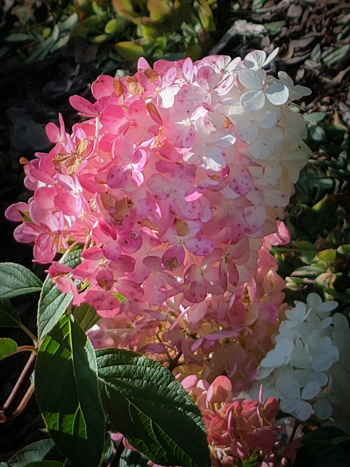 HYDRANGEA 