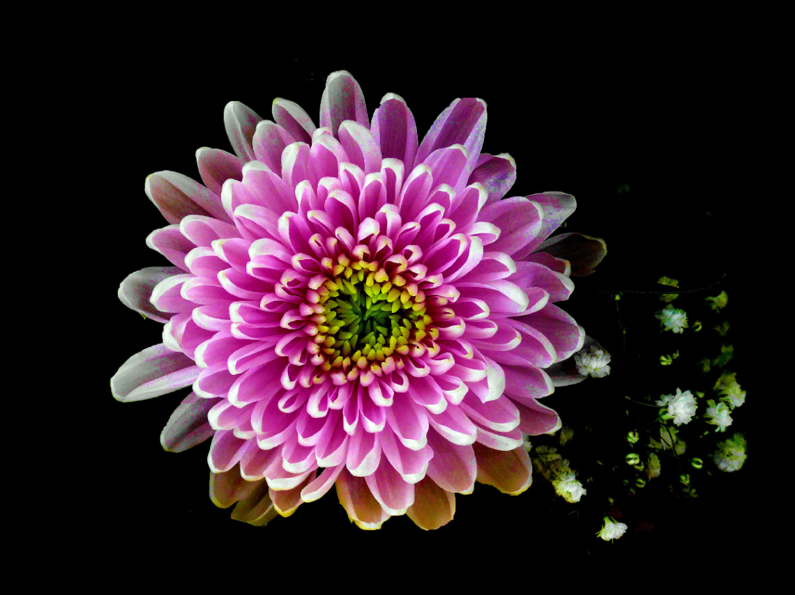 BLÜTE
