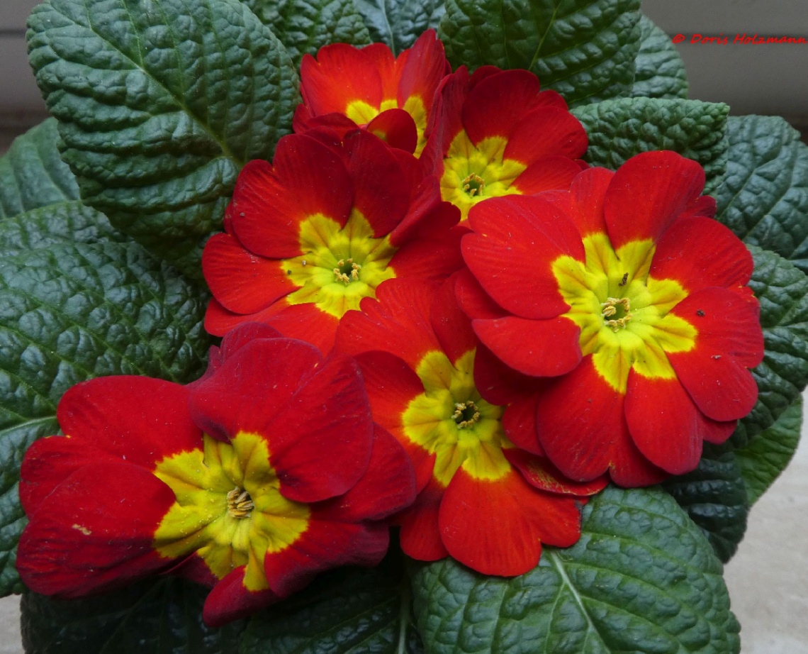 a touch of spring, Karlsruhe / Germany