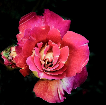 COLOURFUL ROSE
