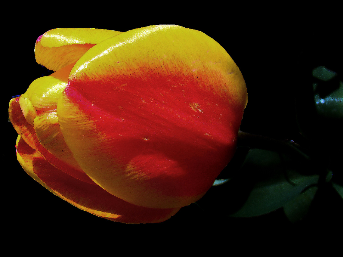 BLÜTE