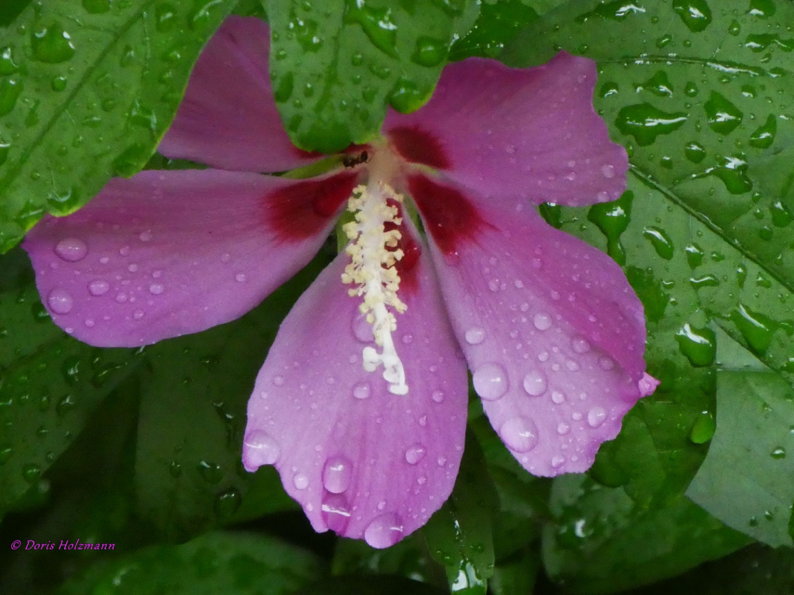 Hibiscus