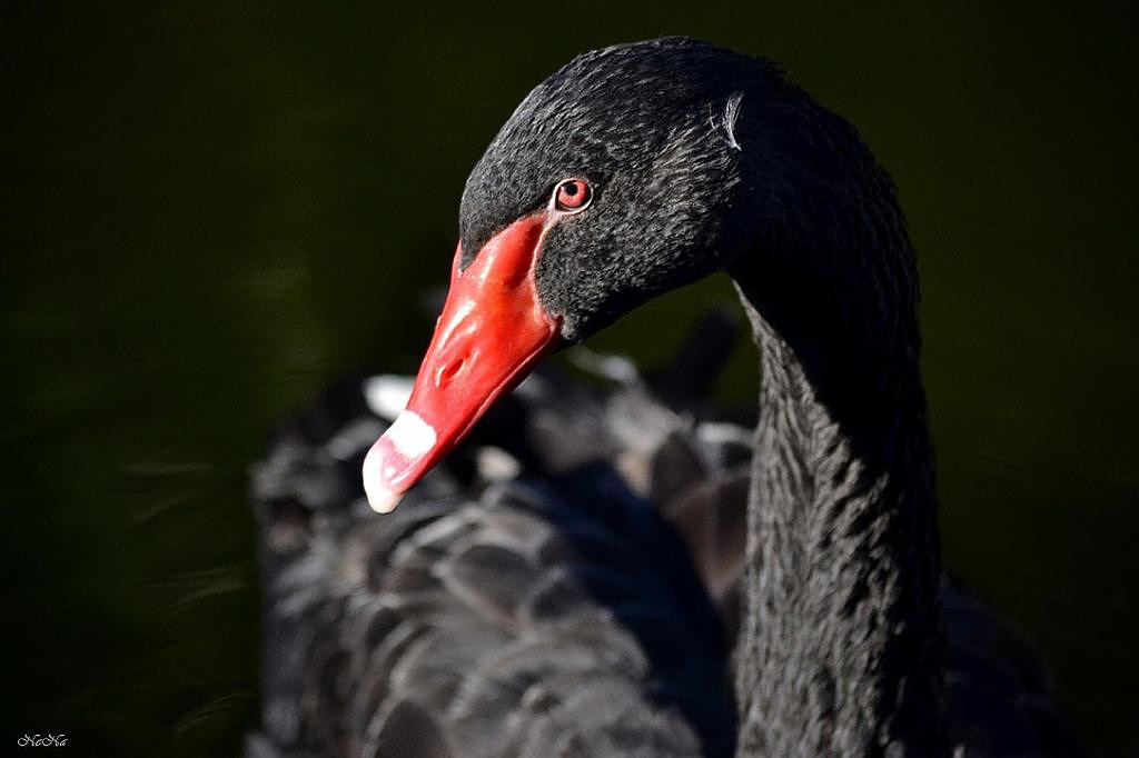 Cisne
