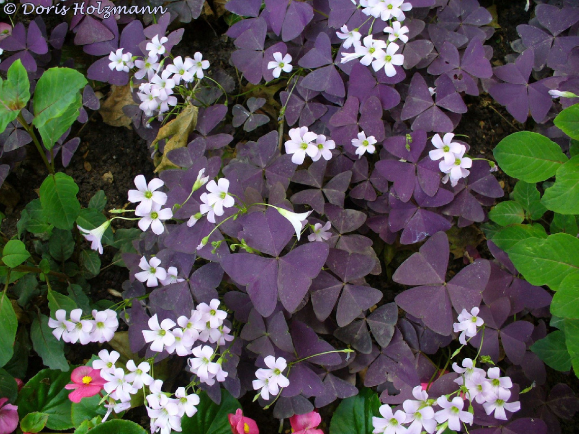 Triangular Lucky Clover (Oxalis triangularis)