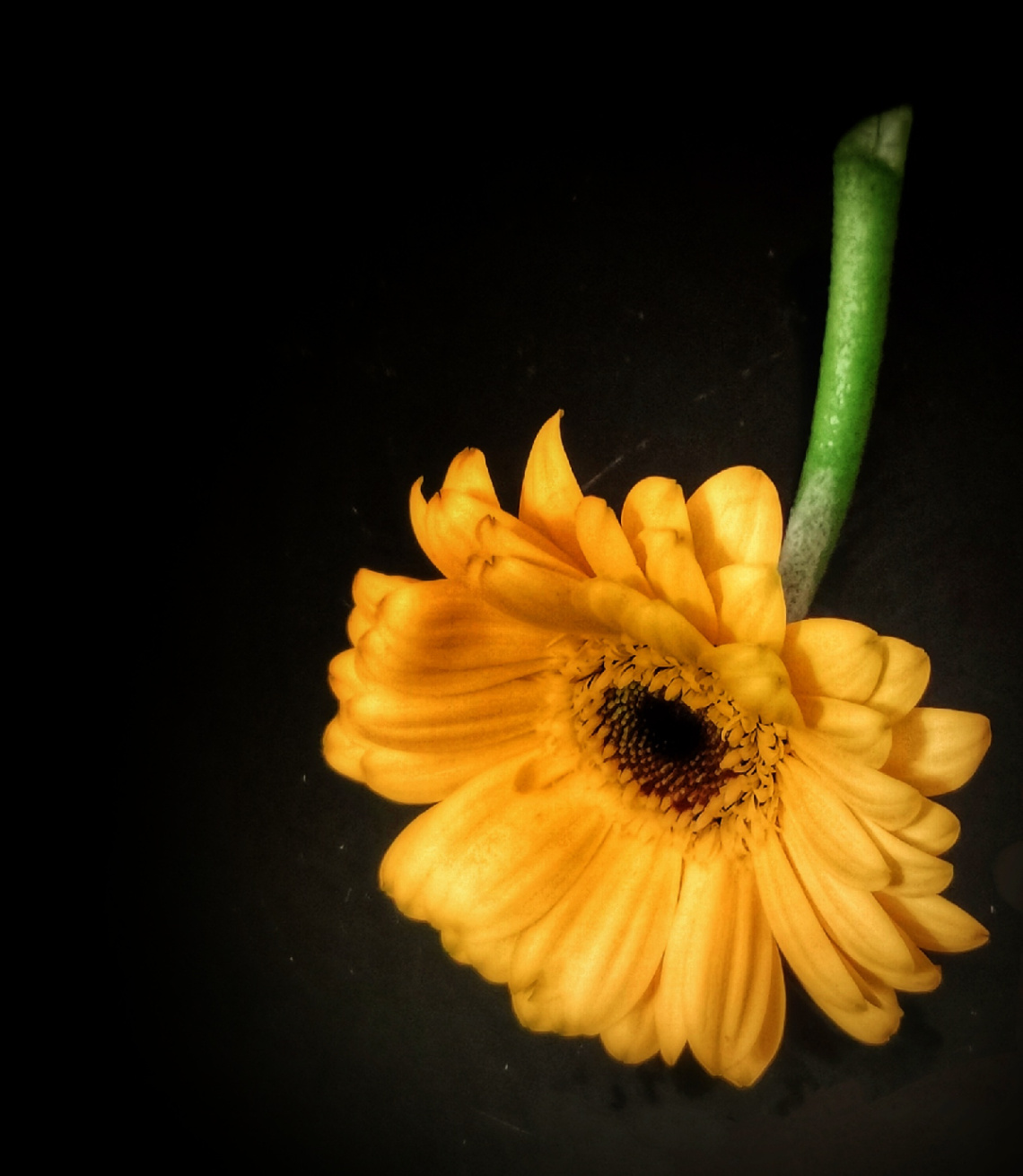 GERBERA