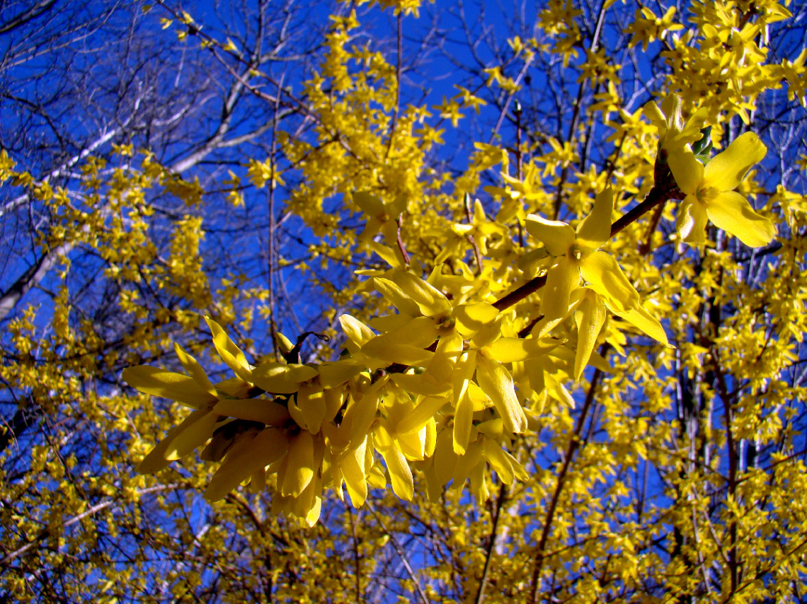 BLÜTEN