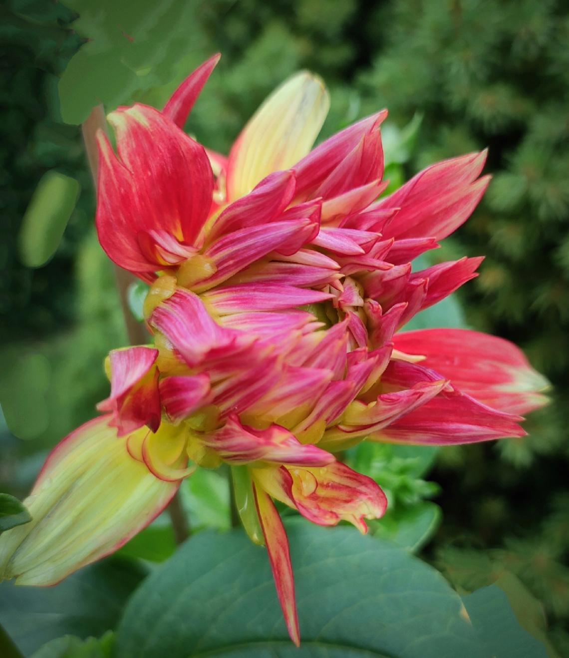 COLOURFUL DAHLIA