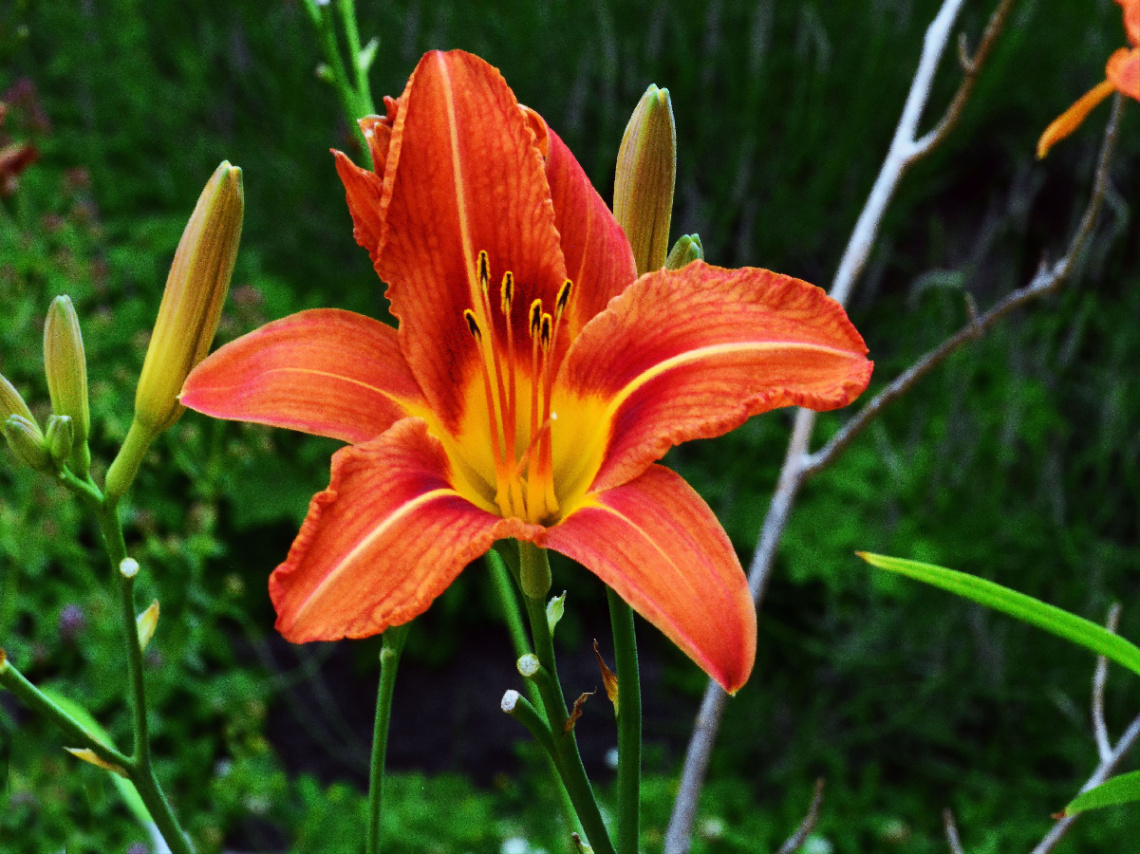 BLÜTE