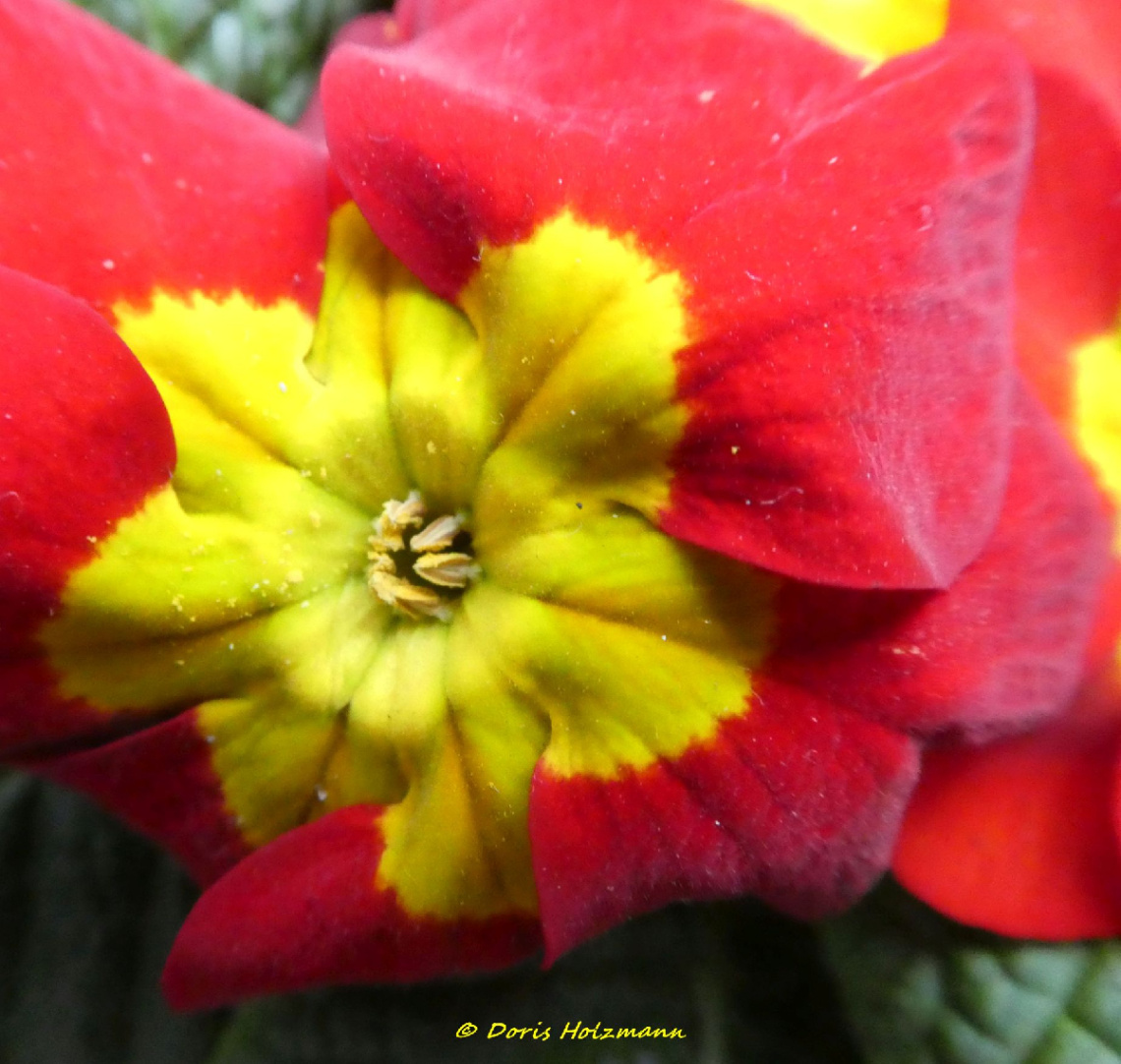 Primrose Blossom