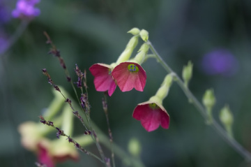 Flowers in Tivoli - 2023.