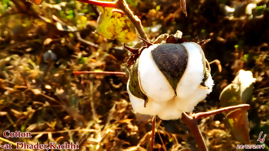 Cotton ⚜⚜
