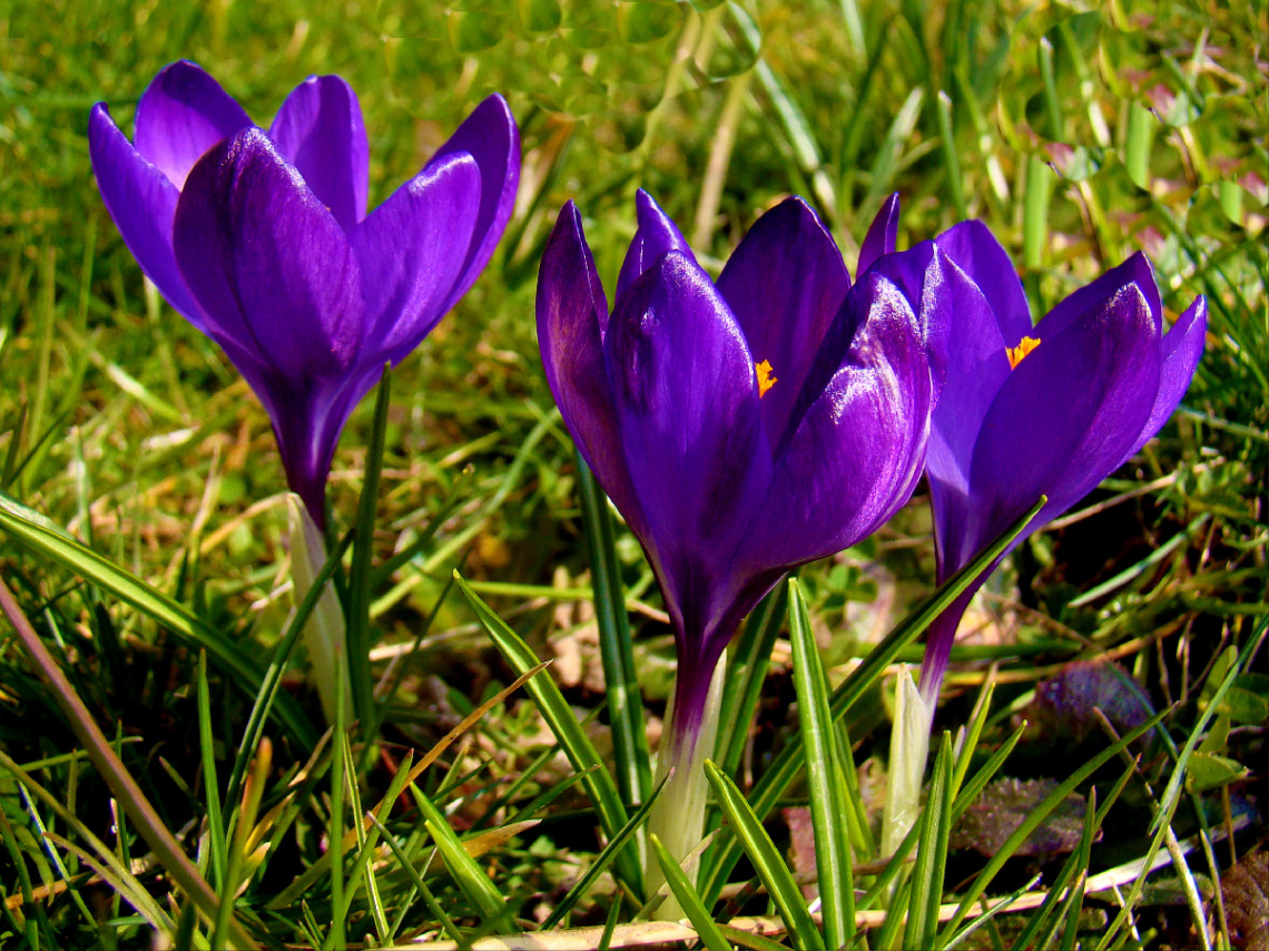BLÜTEN