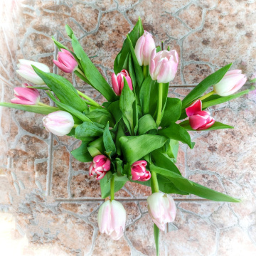 BOUQUET OF TULIPS 