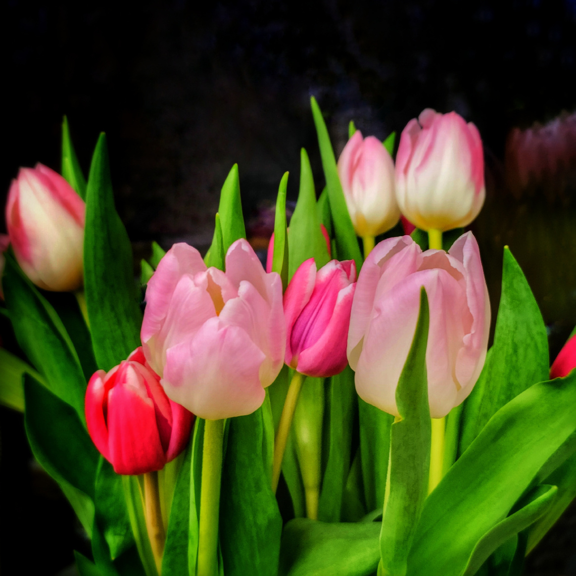 SPRING TULIPS