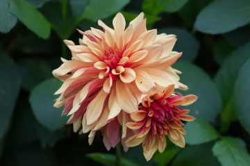 Flowers in Tivoli - 2023.
