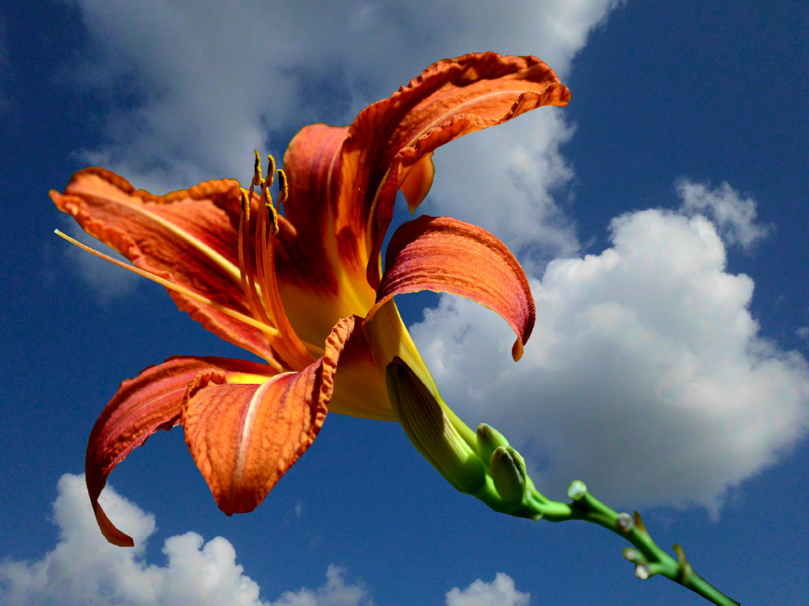 BLÜTE