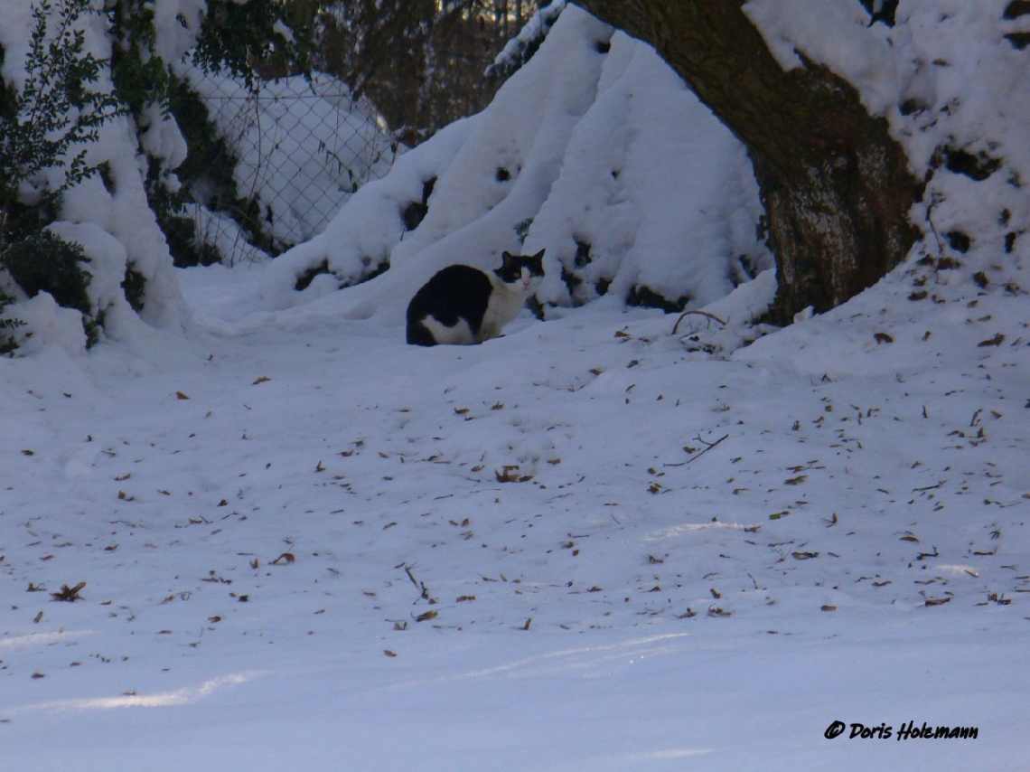 Cat in the snow