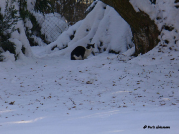 Cat in the snow
