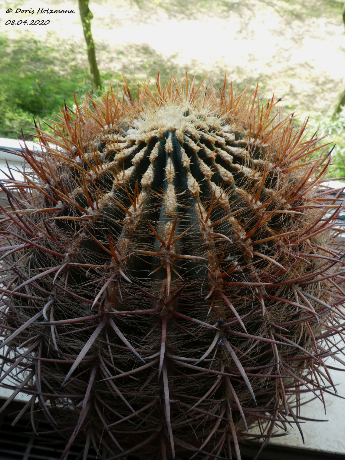 Cactus 