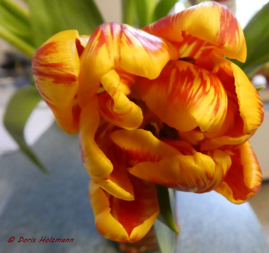 Tulip blossom