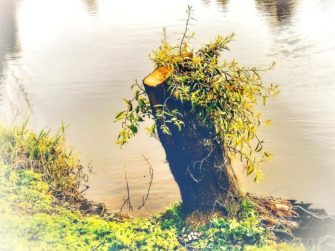 WILLOW TRUNK