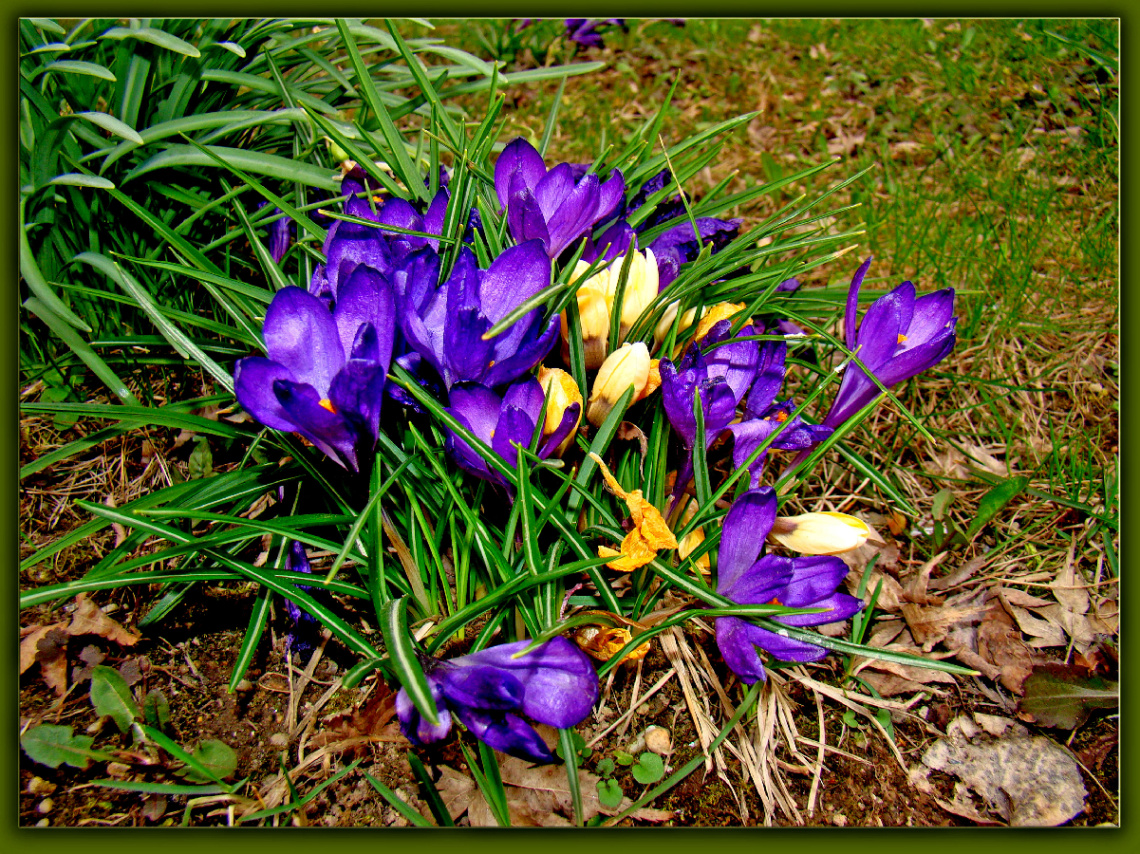 BLÜTEN