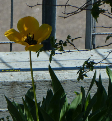 tulip