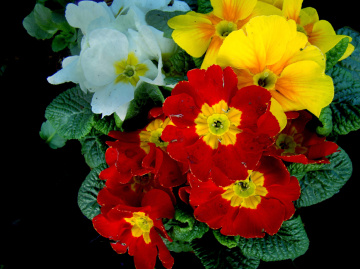 BLÜTEN