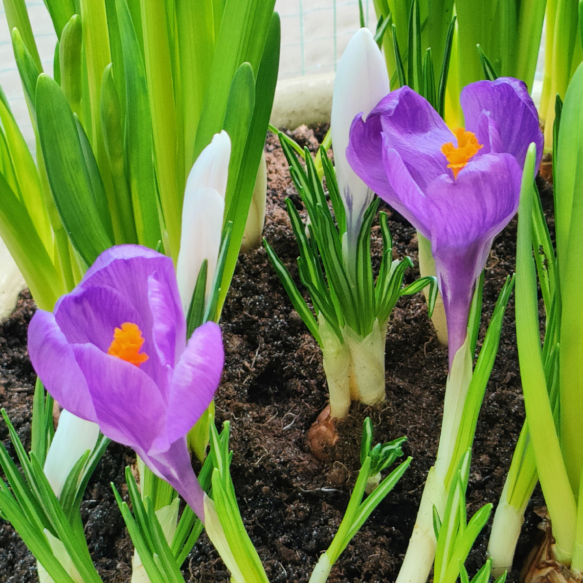 CROCUSES 