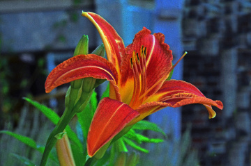 BLÜTE