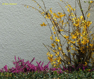 Forsythia and Heather , Karlsruhe / Germany 