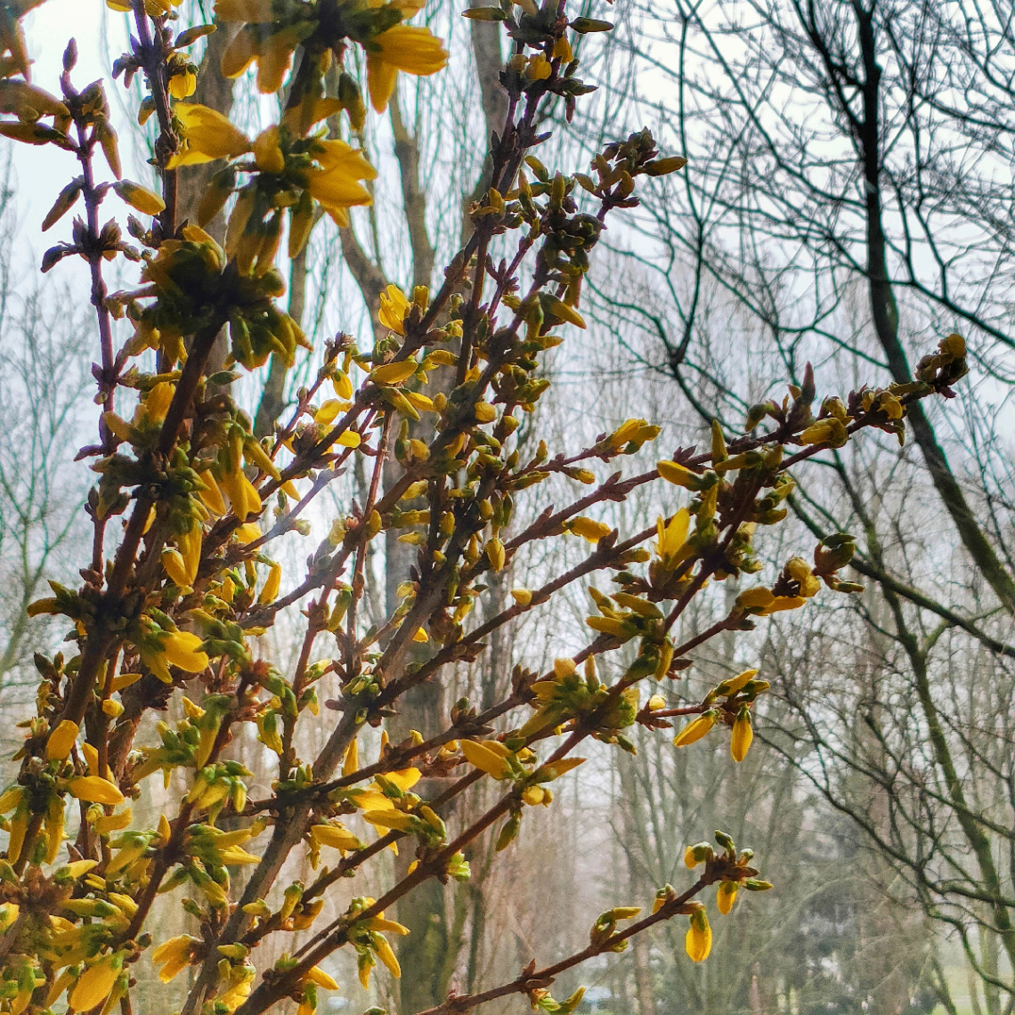 FORSYTHIA IN BLOOM