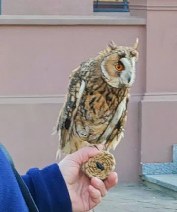 OWL FOR SHOW