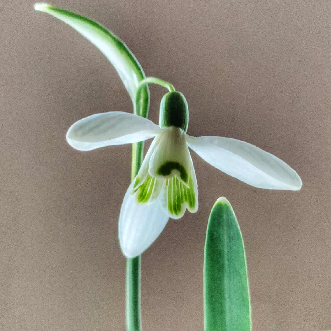 SNOWDROP 