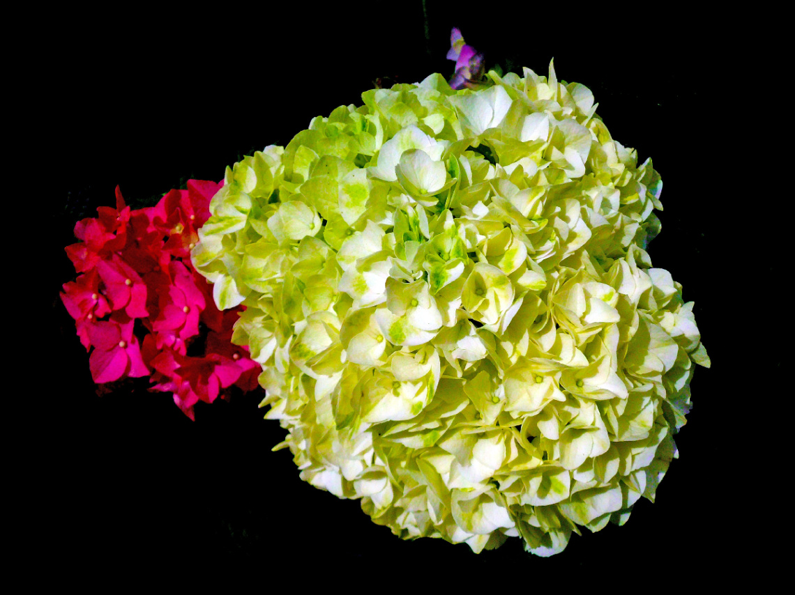 BLÜTEN