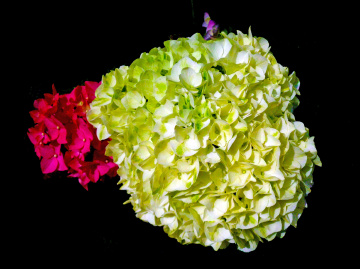 BLÜTEN