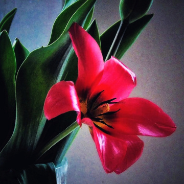 RED TULIP