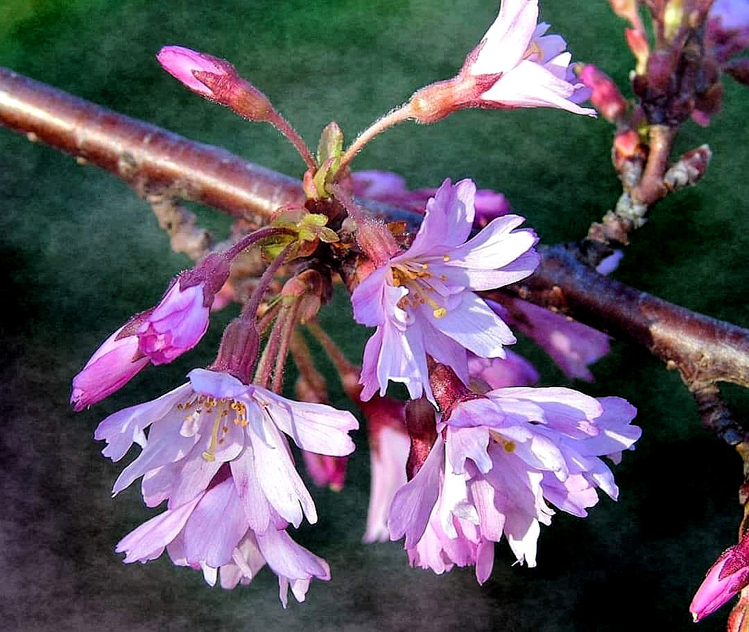 SPRING BLOOMING 