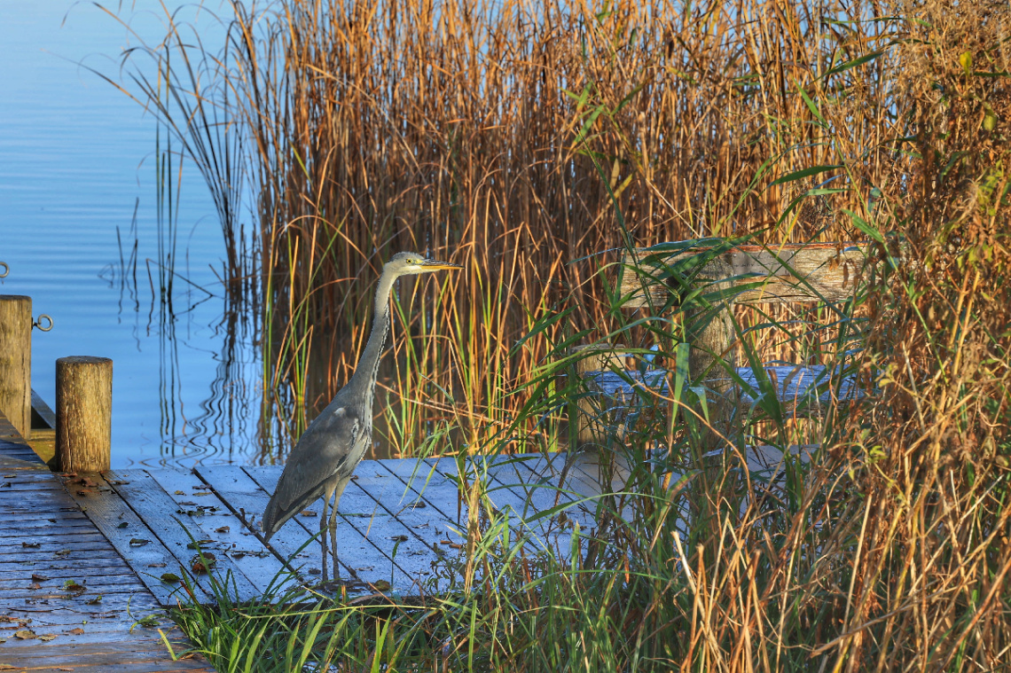 Heron at Lake Bagsværd - Denmark.