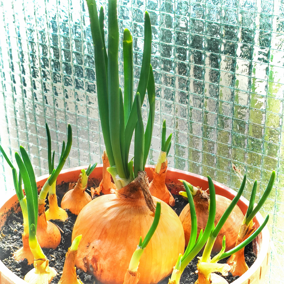 SPRING CHIVES ON MY BALCONY