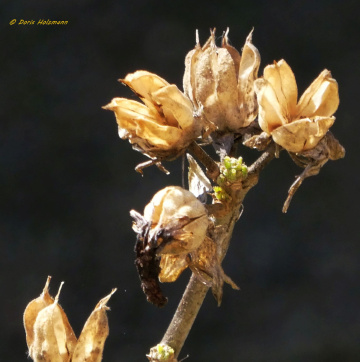 Retired hibiscus