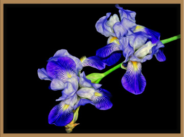 BLÜTEN