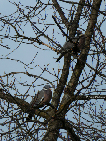 Pair of pigeons