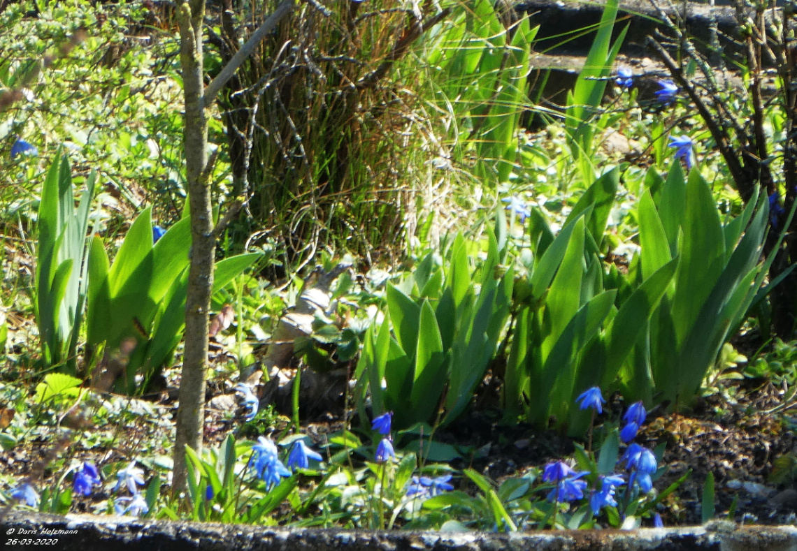 spring