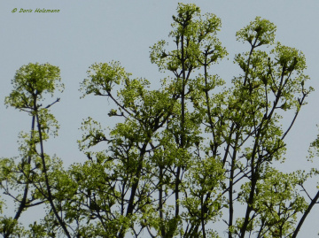 spring, Karlsruhe / Germany 