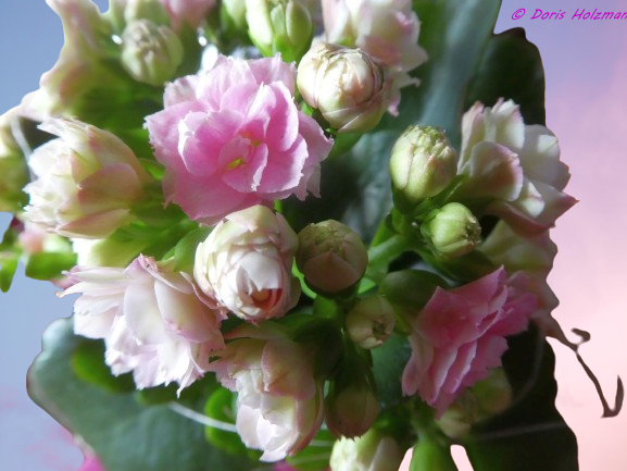 blossoms