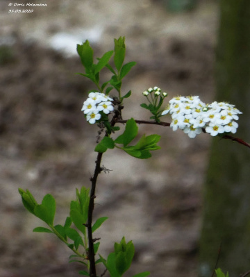 blossoms