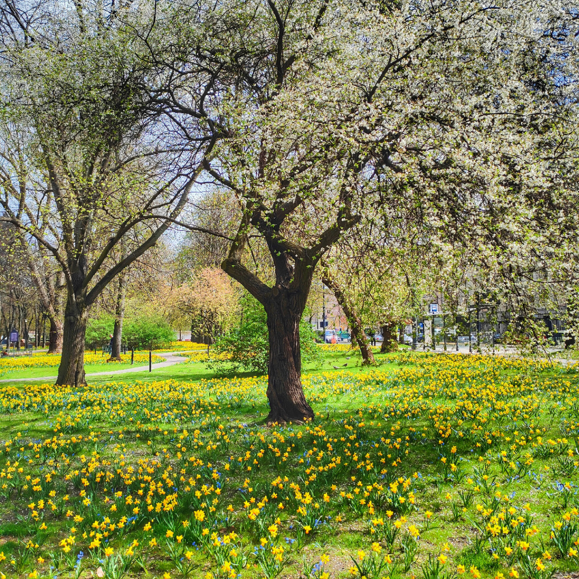 SPRING BLOOM8NG