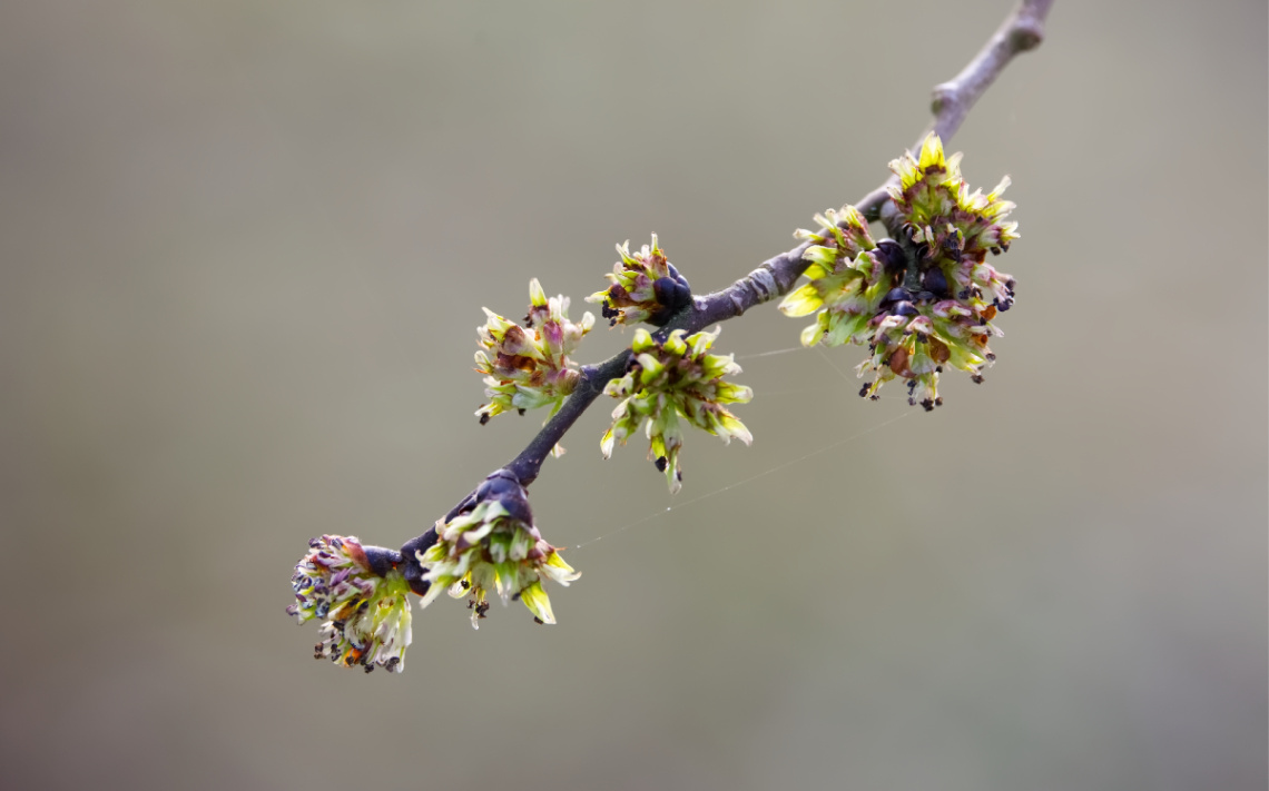 Spring Time in Copenhagen 2024.