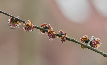 Spring Time in Copenhagen 2024.